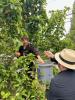 Photo of people picking food at the garden